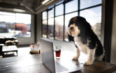 Four Ways Office Dogs Improve a Workplace