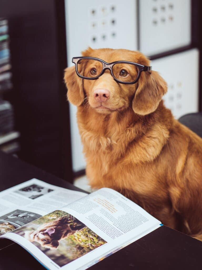 A cute dog in glasses is reading a book on dogs.