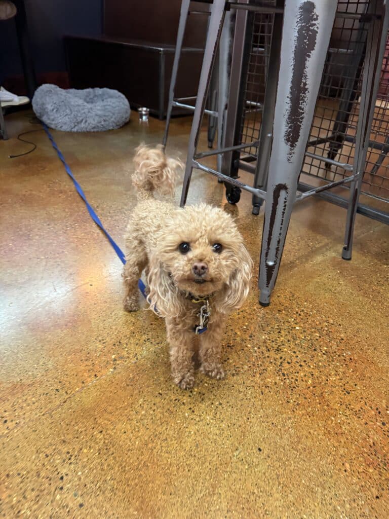 Maltipoo Zoe at Workhorse