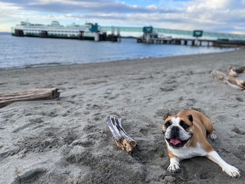 Workhorse dog Rosie Lou at the beach