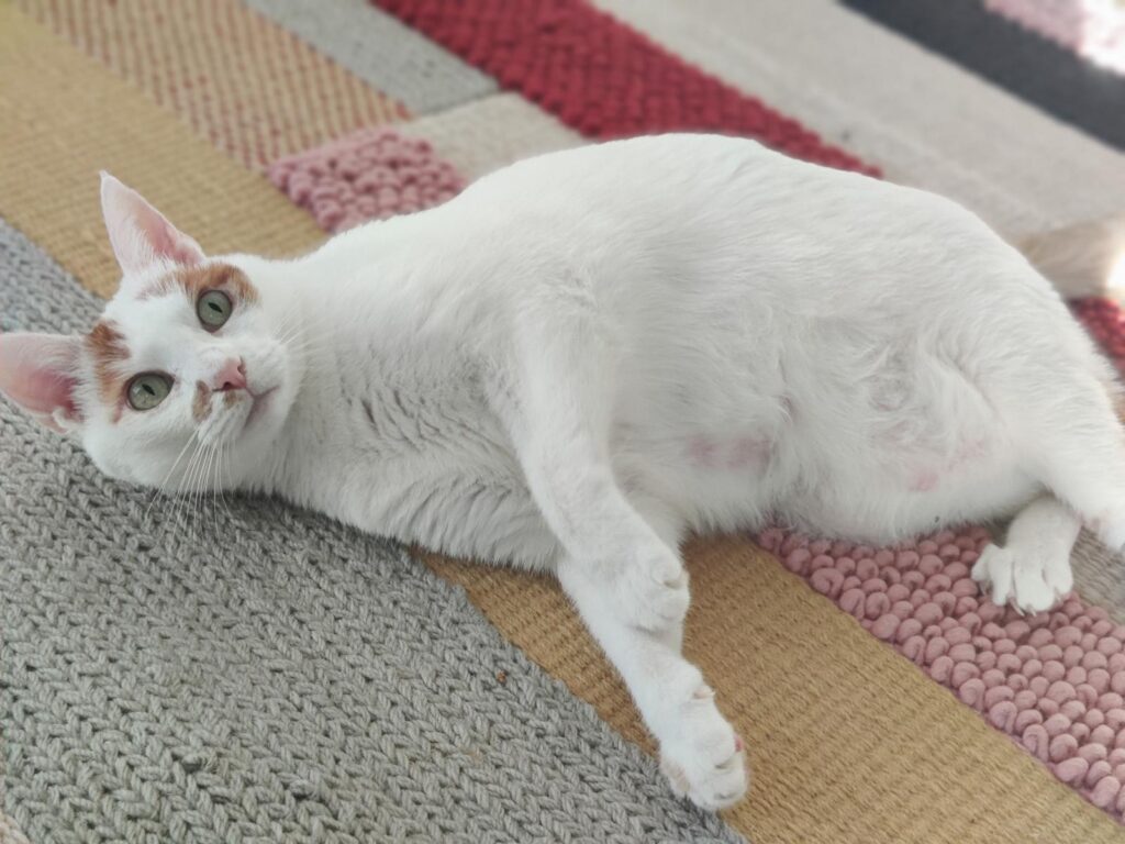 Journey the cat